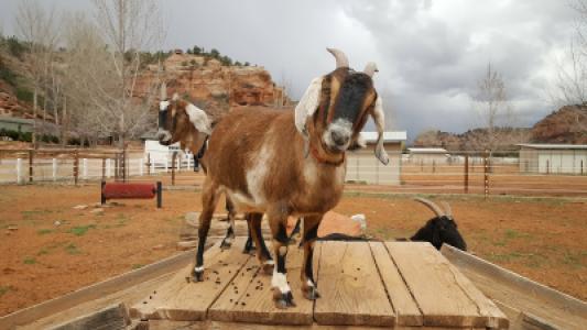 Best Friends Animal Sanctuary